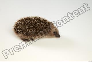 Hedgehog - Erinaceus europaeus  0032